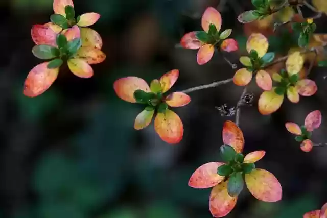 Free download fall rhododendron shrub free picture to be edited with GIMP free online image editor