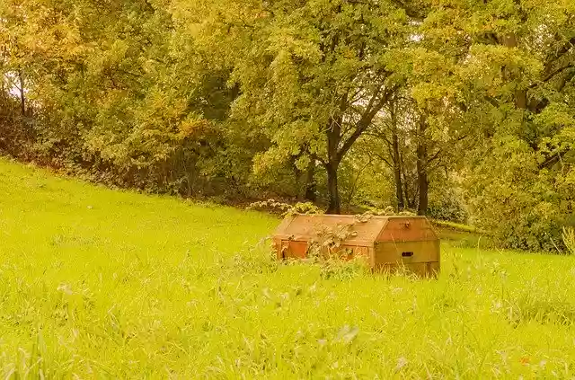 Free download Fall Season Tree -  free free photo or picture to be edited with GIMP online image editor