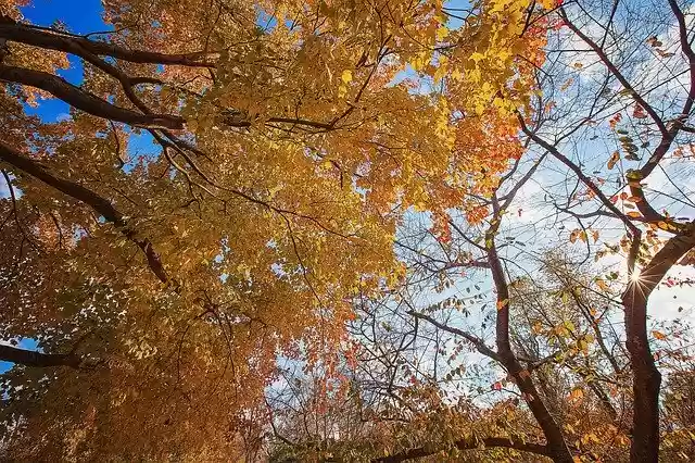 Free download Fall Tree Autumn -  free photo or picture to be edited with GIMP online image editor