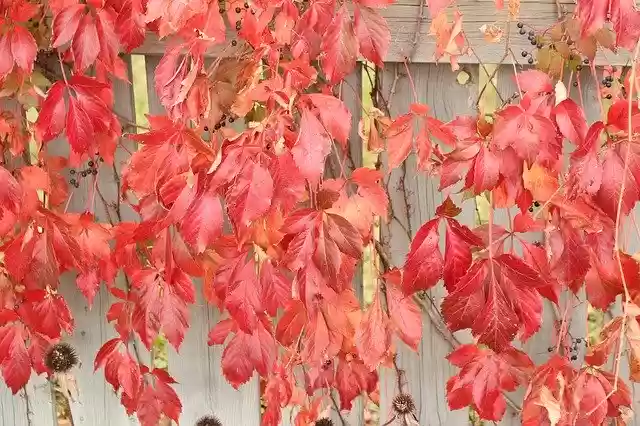 Free download Fall Vine Vegetation -  free photo or picture to be edited with GIMP online image editor