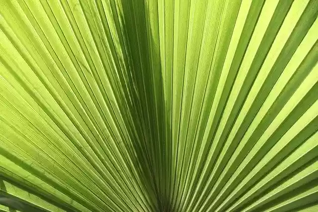 Free download Fan Palm James Fronds Close -  free photo or picture to be edited with GIMP online image editor