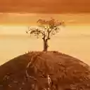 Fantastic Mr. Fox hill (1920x1080)  screen for extension Chrome web store in OffiDocs Chromium