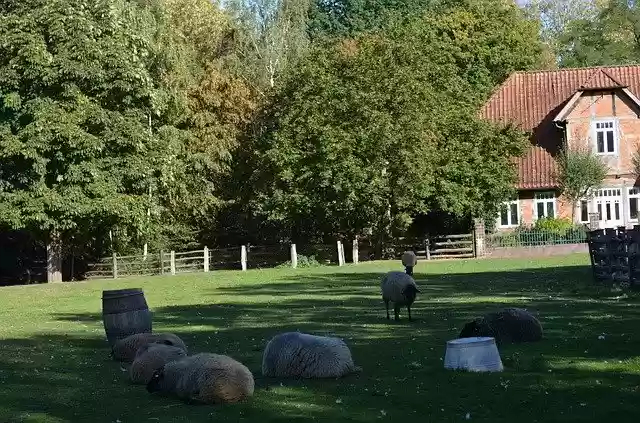 Free download Farm Animals Meadow -  free photo or picture to be edited with GIMP online image editor