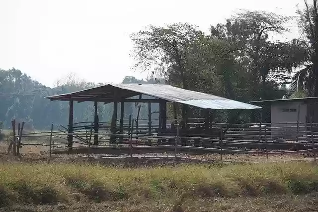 Free download Farm Cow Agriculture -  free free photo or picture to be edited with GIMP online image editor