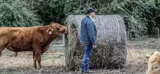 Free download Farmer Hay Bale -  free free photo or picture to be edited with GIMP online image editor