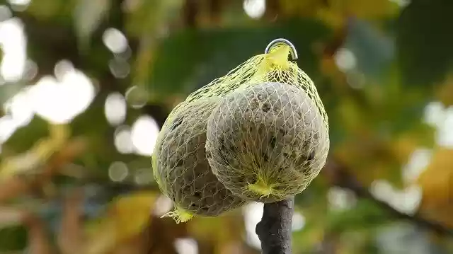 Free download Fat Balls Food Bird -  free photo or picture to be edited with GIMP online image editor