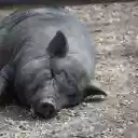 Fat Pig  screen for extension Chrome web store in OffiDocs Chromium