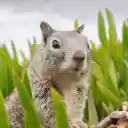 Fat Squirrel  screen for extension Chrome web store in OffiDocs Chromium