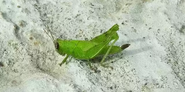 Free download Fauna Insect Cricket -  free photo or picture to be edited with GIMP online image editor