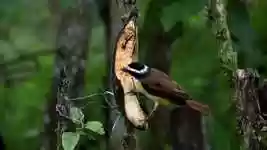 Free download Fauna Insects Bird -  free video to be edited with OpenShot online video editor