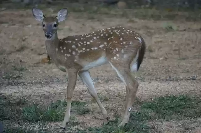 Free download Fawn Deer Nature -  free photo or picture to be edited with GIMP online image editor
