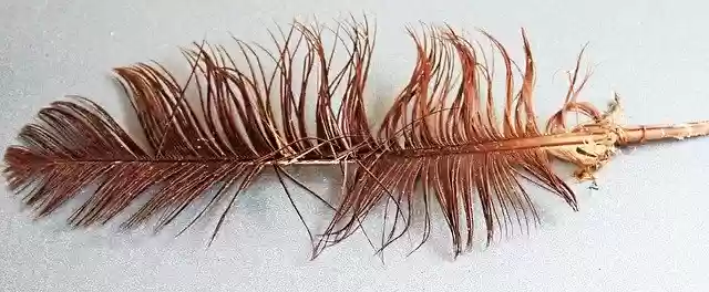 Free download Feather Bird Brown -  free photo or picture to be edited with GIMP online image editor