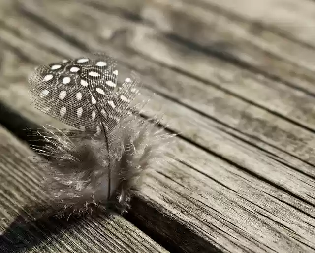 Descarga gratuita Feather Bird Plumage: foto o imagen gratuita para editar con el editor de imágenes en línea GIMP