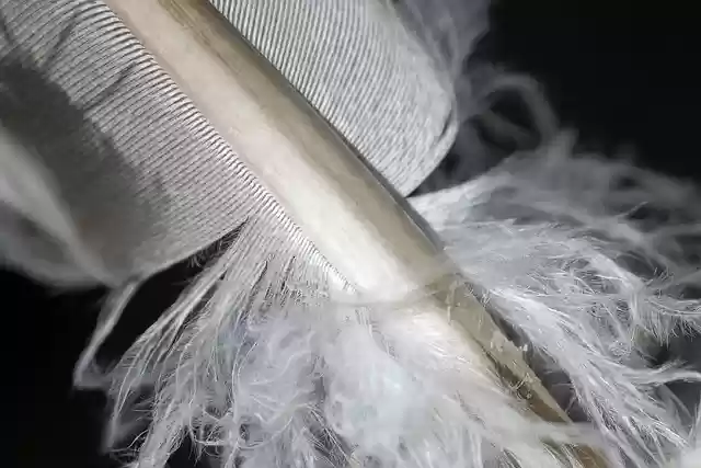 Free download feather bird plumage lightness free picture to be edited with GIMP free online image editor