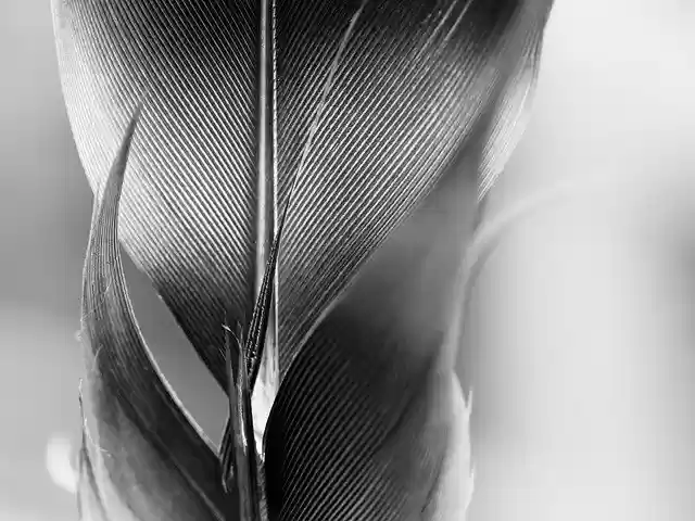 Free download Feather Filigree Bird -  free photo or picture to be edited with GIMP online image editor