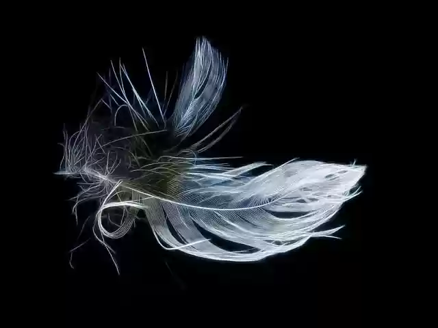 Free download feather fractalius lightweight free picture to be edited with GIMP free online image editor