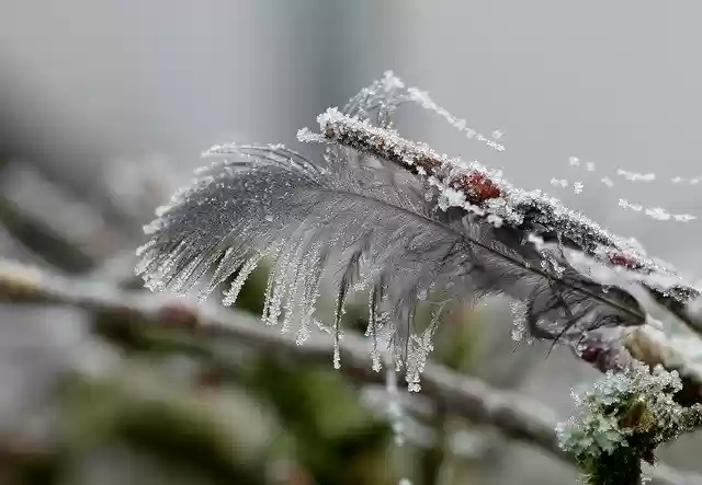 Free download feather frost hoarfrost winter free picture to be edited with GIMP free online image editor