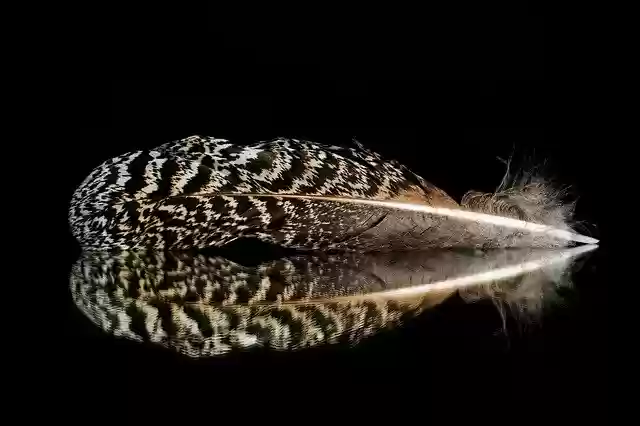 Free download feather pheasant bird texture free picture to be edited with GIMP free online image editor