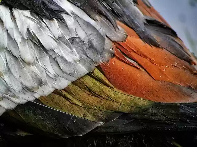 Free download feathers duck bird avian nature free picture to be edited with GIMP free online image editor