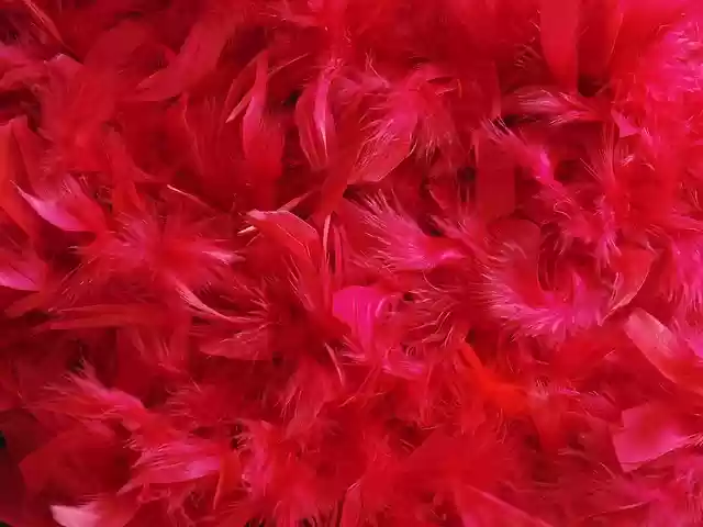 Free download feathers dyed colored red crimson free picture to be edited with GIMP free online image editor