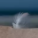 Feathers stuck in the sand  screen for extension Chrome web store in OffiDocs Chromium