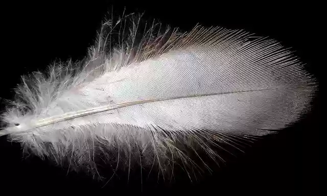 Unduh gratis Feather White Plumage - foto atau gambar gratis untuk diedit dengan editor gambar online GIMP