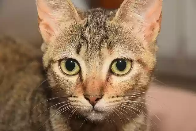 Free download Feline Animal Kitten -  free photo or picture to be edited with GIMP online image editor
