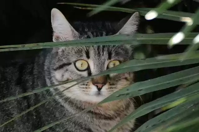Free download Feline Cat Garden -  free photo or picture to be edited with GIMP online image editor