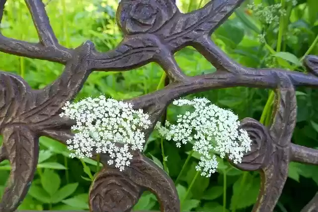 Free download Fence Iron Wrought -  free photo or picture to be edited with GIMP online image editor