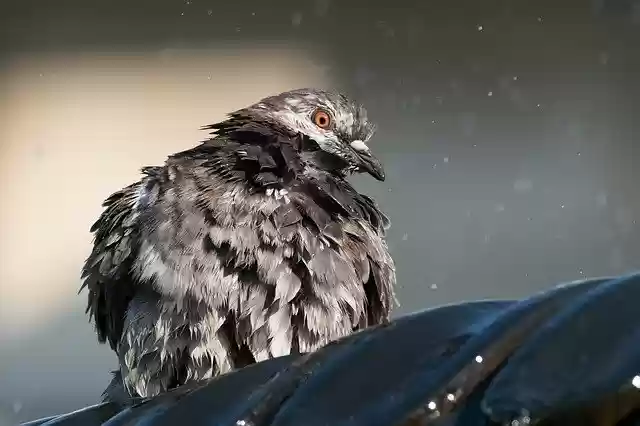 Free download Feral Pigeon Columba Livia -  free photo or picture to be edited with GIMP online image editor