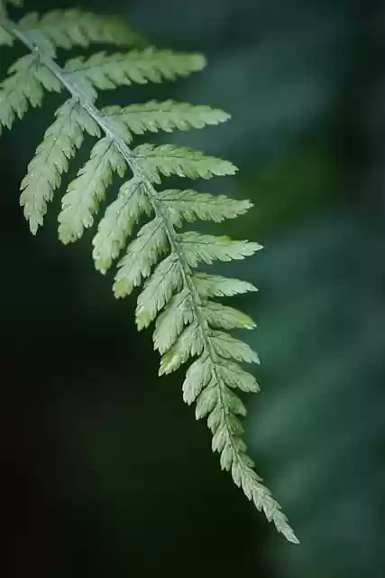 Free download fern botany nature earth forest free picture to be edited with GIMP free online image editor