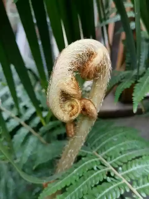 Free download Fern Development Krautig -  free free photo or picture to be edited with GIMP online image editor