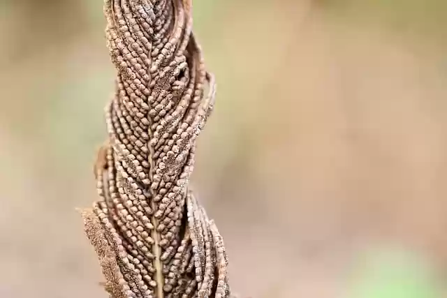 Free download fern fern fronds dried dried up free picture to be edited with GIMP free online image editor
