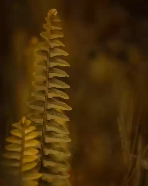 Free download fern grass leaf green yellow axis free picture to be edited with GIMP free online image editor