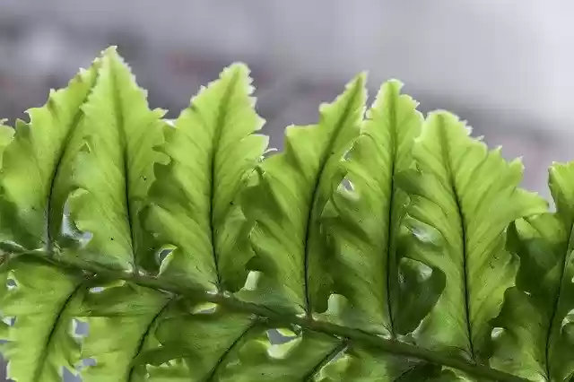 Free download Fern Leaves free photo template to be edited with GIMP online image editor