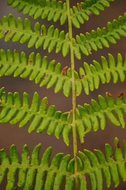 Free download Fern Nature Leaves -  free photo or picture to be edited with GIMP online image editor