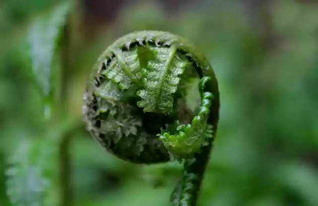 Free download fern rolled up garden green free picture to be edited with GIMP free online image editor