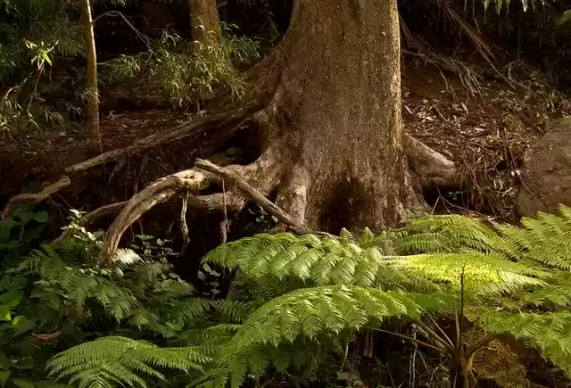 Free download Ferns Fronds Green -  free photo or picture to be edited with GIMP online image editor