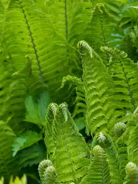 Free download fern spring greens fronds nature free picture to be edited with GIMP free online image editor