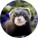 Ferret Wallpaper  screen for extension Chrome web store in OffiDocs Chromium