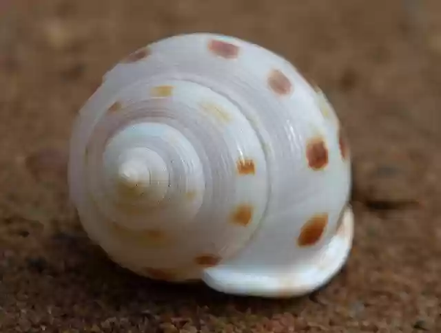 Free download Fibonacci Spiral Seashell -  free photo or picture to be edited with GIMP online image editor