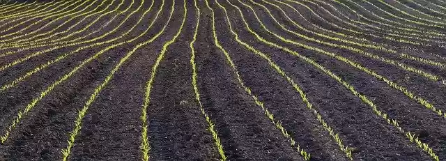 Free download Field Arable Germinate -  free photo or picture to be edited with GIMP online image editor