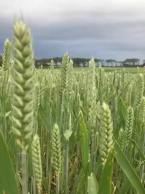Free download Field Corn Country -  free photo or picture to be edited with GIMP online image editor