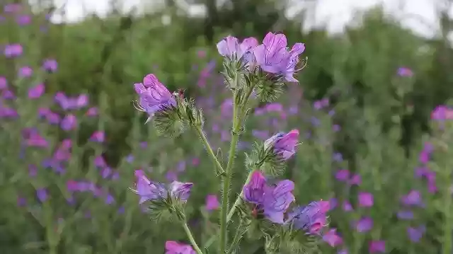 Free download Field Flowers Beautiful -  free photo or picture to be edited with GIMP online image editor