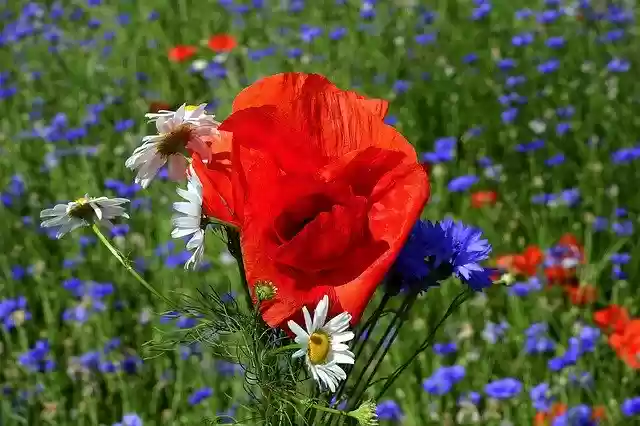 Free download Field Flowers Landscape -  free photo or picture to be edited with GIMP online image editor