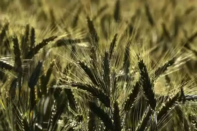 Free download field grass cereal ear barley free picture to be edited with GIMP free online image editor
