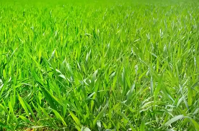 Free download Field Grass Green -  free photo or picture to be edited with GIMP online image editor