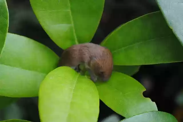 Free download Field Mouse Sleep -  free photo or picture to be edited with GIMP online image editor