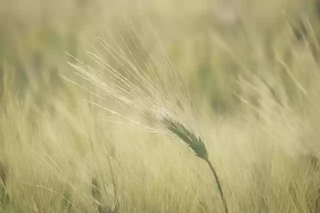 Free download field nature background hd wallpaper free picture to be edited with GIMP free online image editor