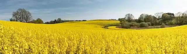 Free download Field Of Rapeseeds Blossom Bloom -  free photo or picture to be edited with GIMP online image editor
